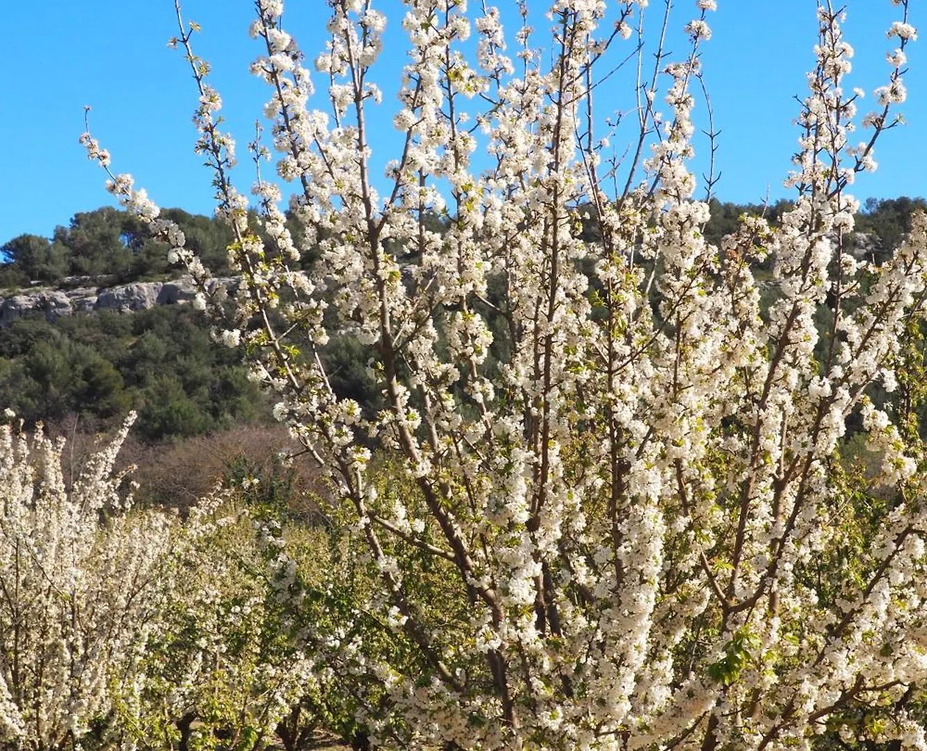 Chambres D'Hotes Le Relais Des Marmottes En Luberon Lagnes France